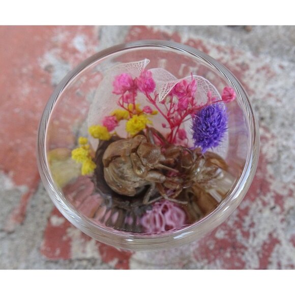 Cicada Skin in Pinecone Nature Art Oddity Jar flower goth curiosity taxidermy - Picture 6 of 10